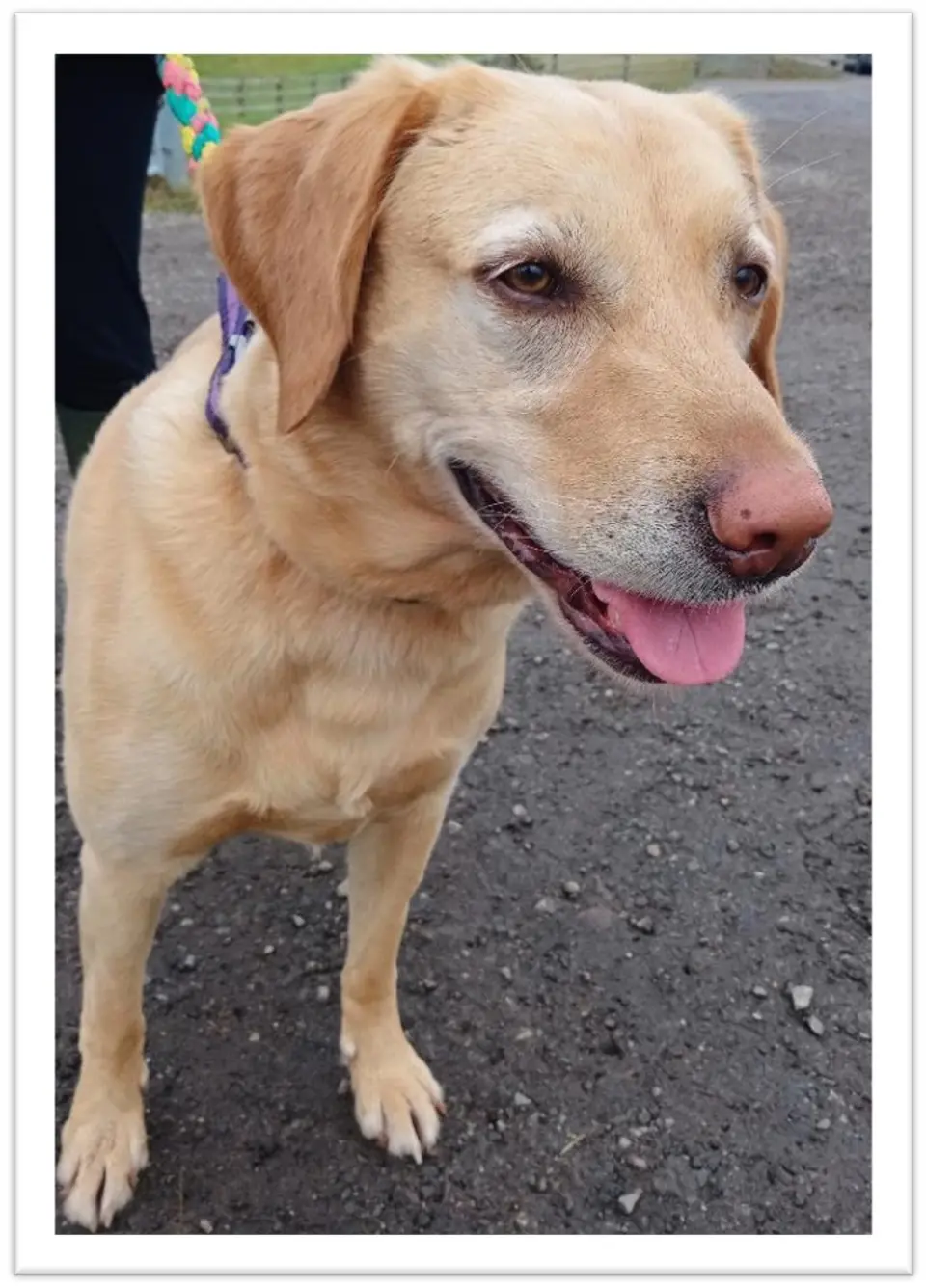 Zephyr (Comp).jpg Zephyr (labrador dog) from the Mindful Narrowboat vlog