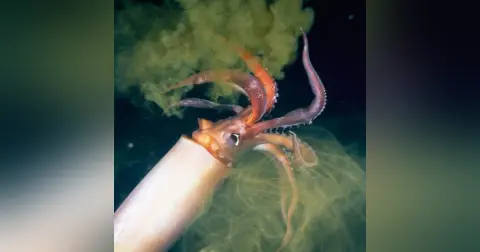 Squid Podcast For Kids