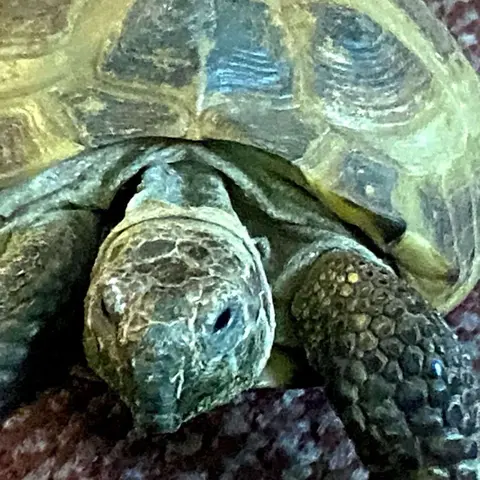 Turtle Speed Introduction: Tea, Time, and Tranquility with Dr. Bob