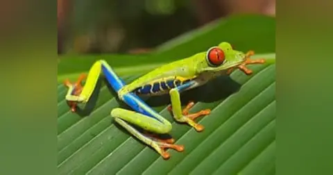 Frogs do not Move Backwards