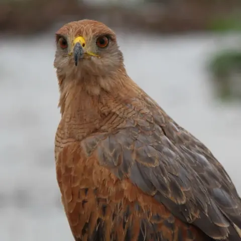 Aves Rapaces , Águilas , Halcones y más.