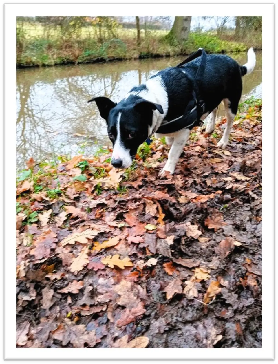 Maggie and mud (comp).jpg Maggie on the towpath
