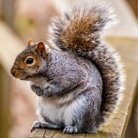 Animals In The Backyard – Kids Podcast