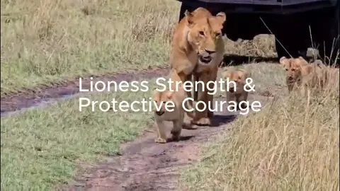 Lioness Strength & Protective Courage