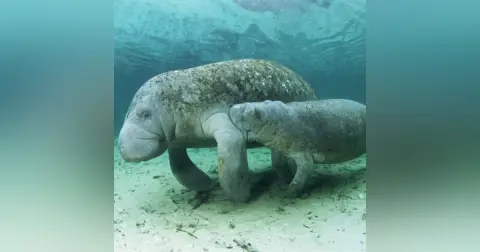Manatees Podcast For Kids